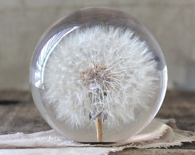Vintage 1996 Hafod Grange Dandelion Paperweight Etsy