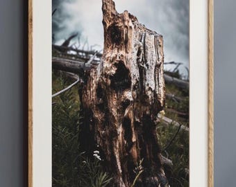 May include: A framed photograph of a weathered tree stump in a forest setting. The stump is brown and textured, with visible cracks and crevices. The background features green foliage and a cloudy sky, creating a natural and rustic aesthetic.