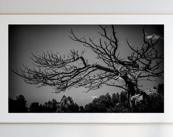 Stampa minimalista di rami di alberi: fotografia di foreste in bianco e nero (download digitale)