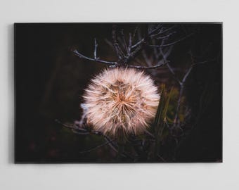 May include: Close-up of a dandelion seed head, showcasing delicate, feathery seeds in shades of beige and tan. The seed head is surrounded by dark, blurred foliage, creating a contrast. The image is framed in a black border.