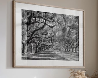 Avenue of Oaks, Charleston Print,Boone Hall Plantation Charleston South Carolina,Photo Art Photograph,Oak Trees Spanish Moss Canvas or Print