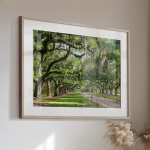 Avenue of Oaks - Boone Hall Plantation Charleston South Carolina - Fine Art Photograph - Oak Trees Spanish Moss Canvas or Print