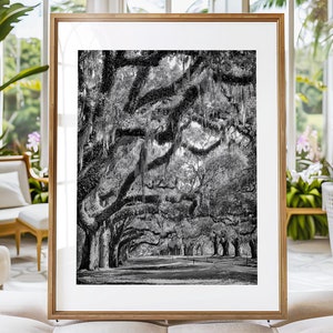 Charleston Print, South Carolina, Avenue of Oaks, Boone Hall Plantation Charleston Photo, Photograph Oak Trees Spanish Moss Canvas or Print