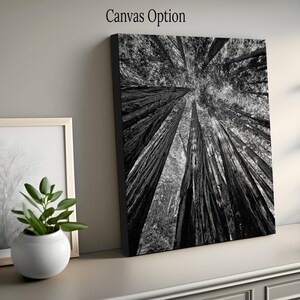 May include: Black and white photograph of tall trees in a forest, viewed from below, looking up at the sky.
