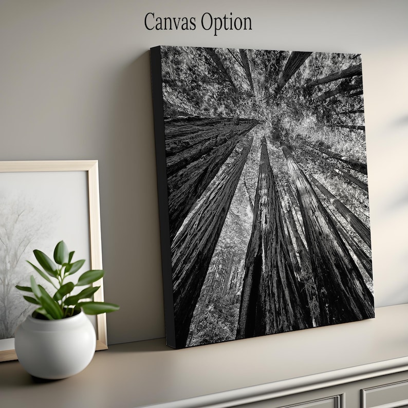 May include: Black and white photograph of tall trees in a forest, viewed from below, looking up at the sky.