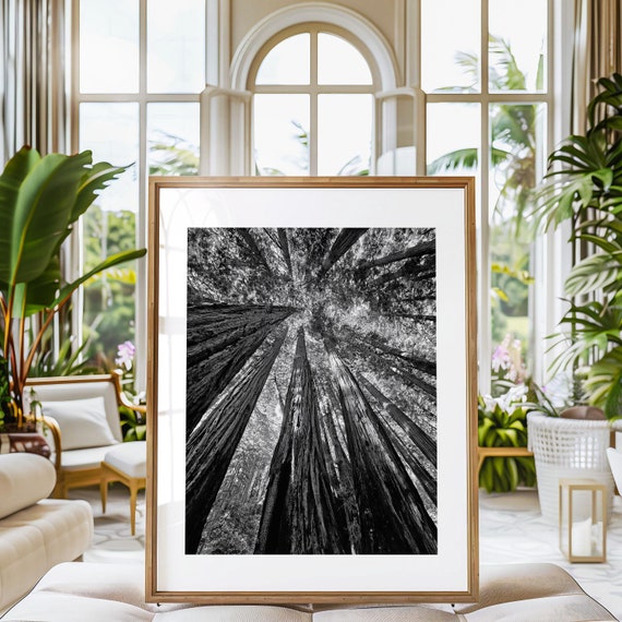 Redwood Trees, Muir Woods National Monument, San Francisco Art Print Photo Canvas or Print