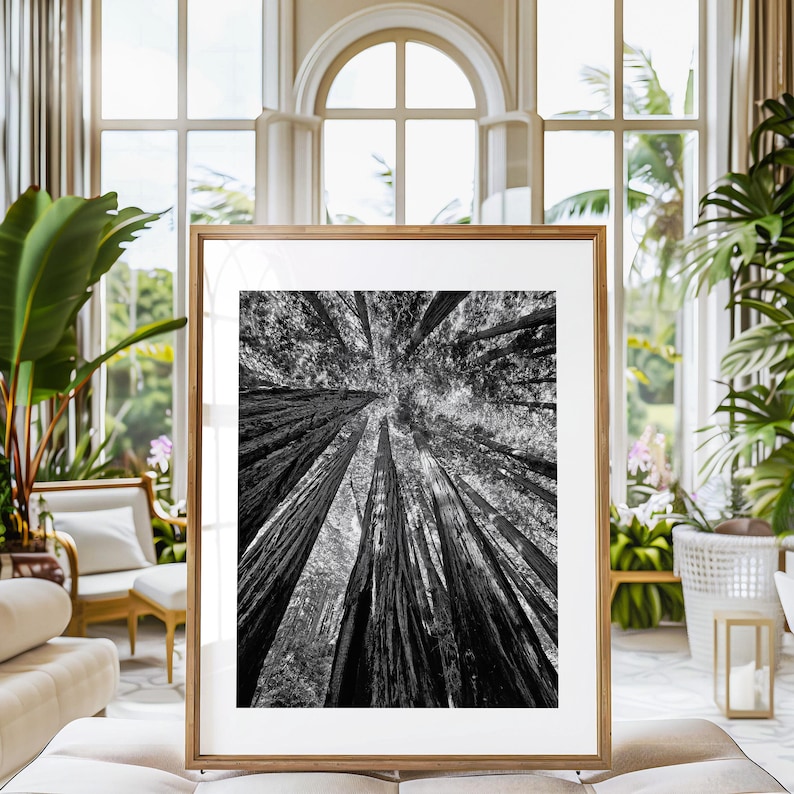May include: Black and white photograph of tall trees in a forest, viewed from below, with the tops of the trees reaching up towards the sky.