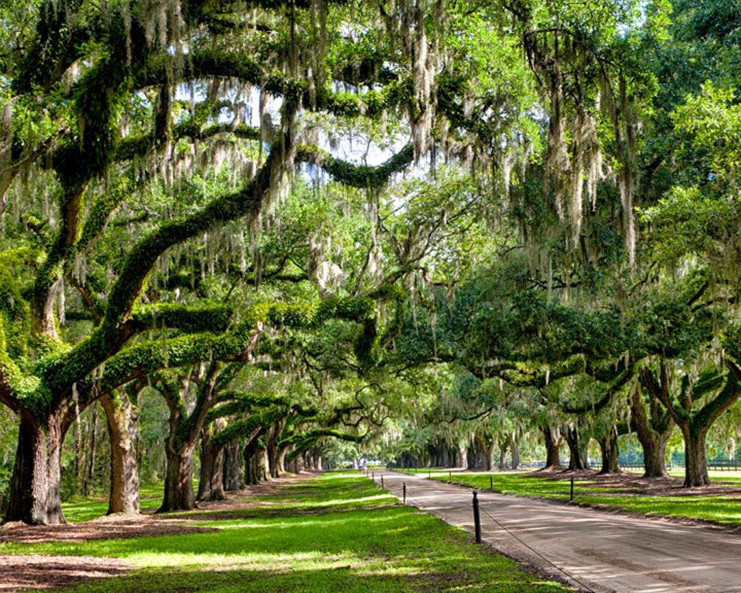 Avenue of Oaks Boone Hall Plantation Charleston South Carolina Fine Art