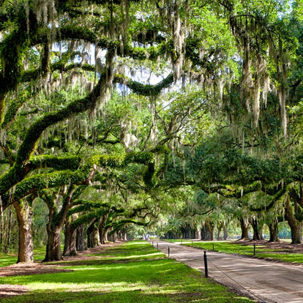 Avenue of Oaks - Boone Hall Plantation Charleston South Carolina - Fine Art Photograph - Oak Trees Spanish Moss Canvas or Print