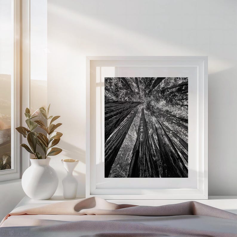 May include: Black and white photograph of tall trees in a forest, viewed from below, with the tops of the trees reaching up towards the sky.