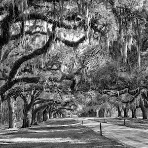 Avenue of Oaks, Charleston Print,Boone Hall Plantation Charleston South Carolina,Photo Art Photograph,Oak Trees Spanish Moss Canvas or Print