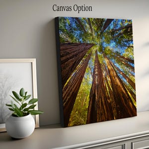 May include: A low-angle view of a grove of tall redwood trees with their trunks reaching up towards a blue sky with white clouds. The trees are in a forest setting with green foliage on the ground.