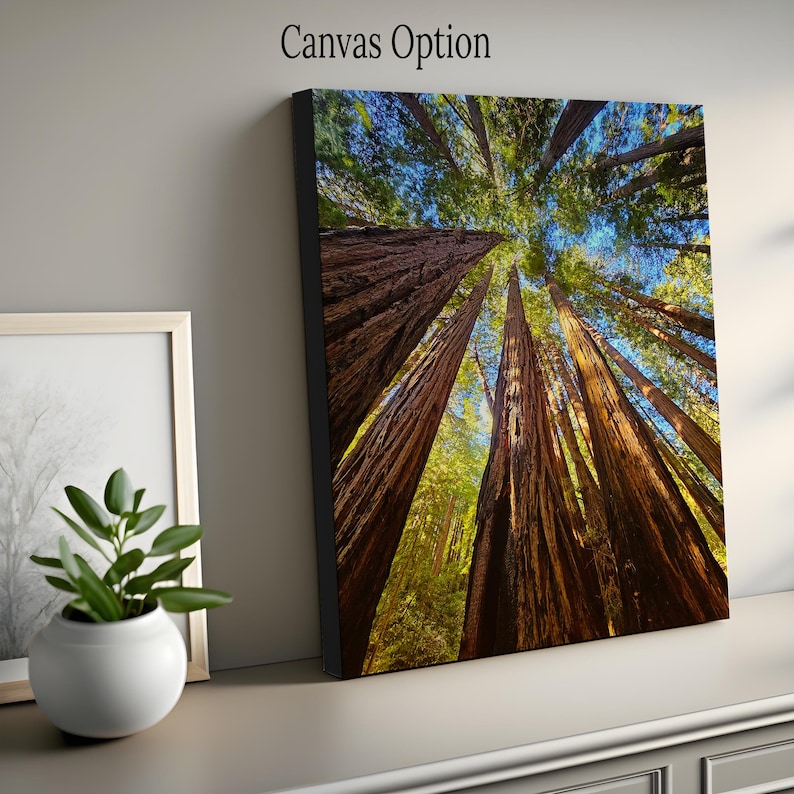May include: A low-angle view of a grove of tall redwood trees with their trunks reaching up towards a blue sky with white clouds. The trees are in a forest setting with green foliage on the ground.