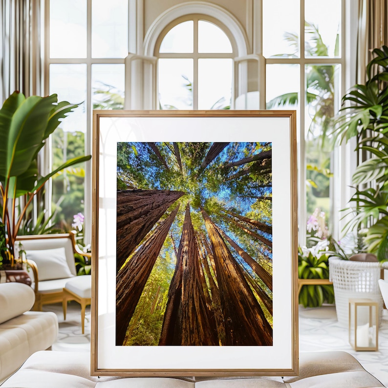 May include: A framed photograph of a forest of tall redwood trees viewed from below, looking up at the sky. The trees are brown and the sky is blue with white clouds.