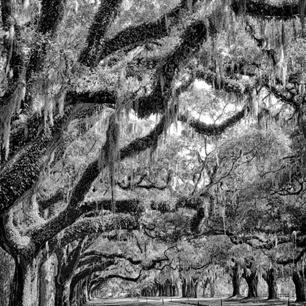 Spanish Moss South Carolina Etsy
