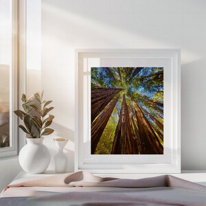 May include: A low angle view of a grove of tall redwood trees with green foliage reaching up towards a blue sky.