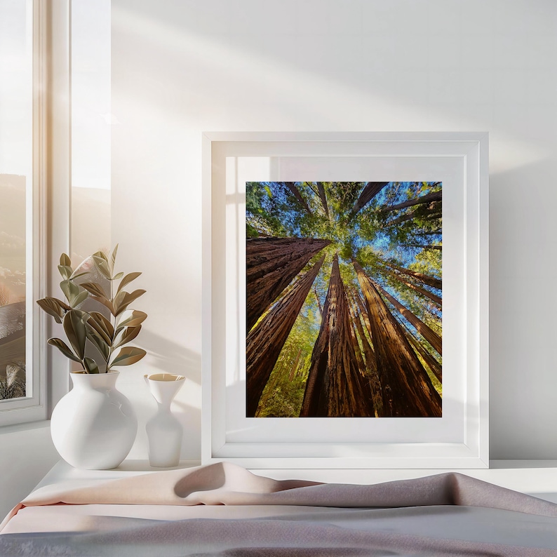 May include: A low angle view of a grove of tall redwood trees with green foliage reaching up towards a blue sky.