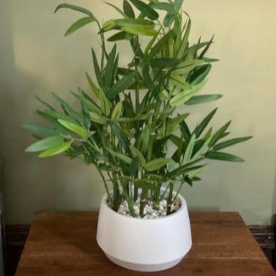 fertilizer for pothos Pothos Fertilizer for Sale main image 0