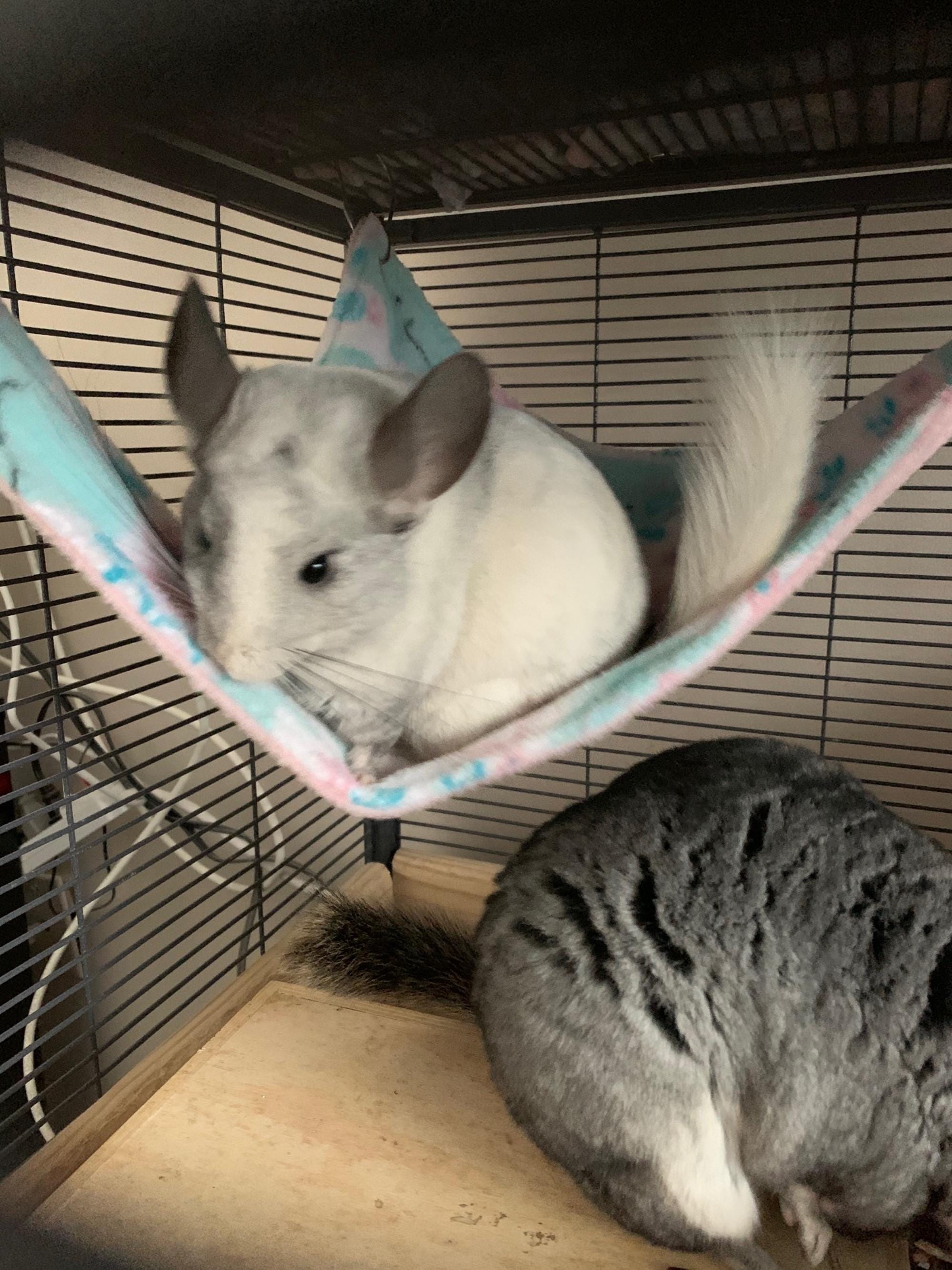 Corner Hammock for Small Critters