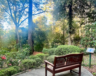 Nature Foliage