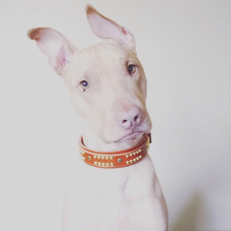 Leather Dog Collar for Pitbulls Handmade Dog Collar Leather Etsy