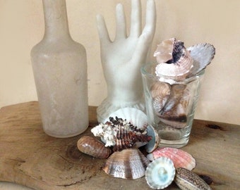 16 seashell assortment