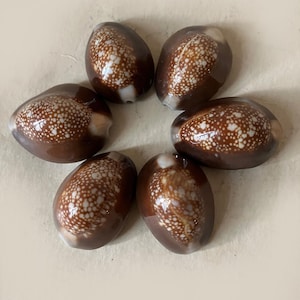 6 natural cowrie shells