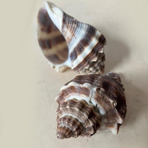 May include: Two seashells with brown and white striped patterns. The shells have a spiral shape and a textured surface. The shells are a natural, decorative item.