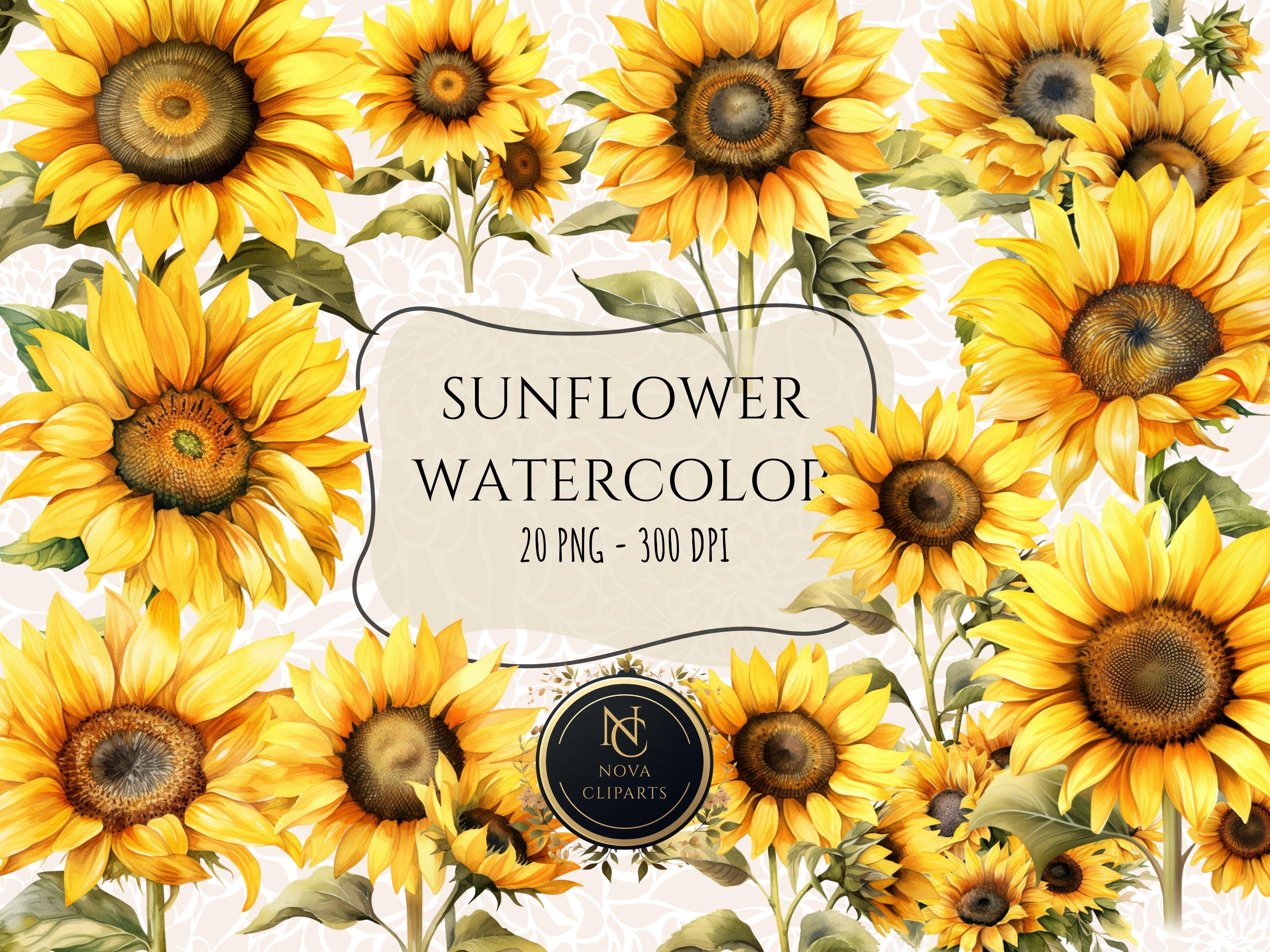 Watercolor Sunflower Clipart – High Resolution PNG – Floral ...