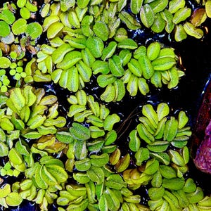 Water Spangles (60+ Leaves) *BUY3GET1FREE* Live Aquatic Plants