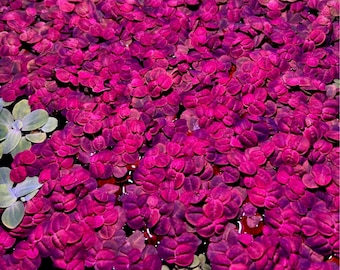 Red Root Floaters (40+ leaves) *BUY3GET1FREE* Live Aquarium Plants