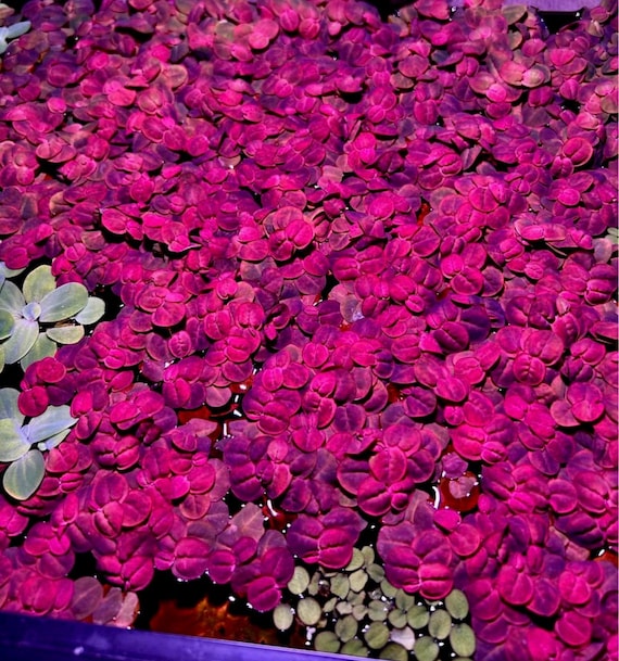Red Root Floaters (40+ leaves) *BUY3GET1FREE* Live Aquarium Plants
