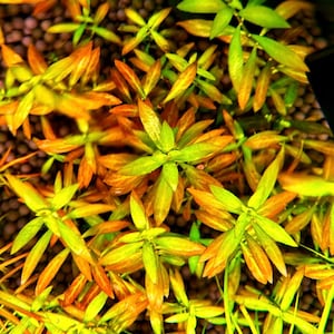 Ludwigia Repens (5 Stem Cuttings) *BUY3GET1FREE* Live Aquarium Plants