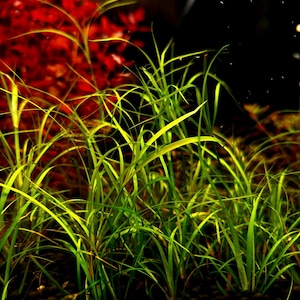 Juncus Repens (5 Plant cuttings) *BUY3GET1FREE* Live Aquarium Plants