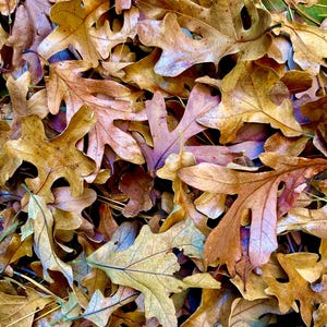 May include: A close-up shot of a bed of fallen oak leaves. The leaves display a range of autumn colors, including shades of brown, gold, and hints of purple. The leaves have intricate vein patterns and a textured surface.