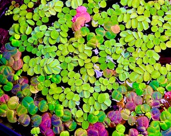 Red Root Floaters And Water Spangles - Floating Aquatic Plant Combo (60+ Leaves) *BUY3GET1FREE* Live Aquatic Plants