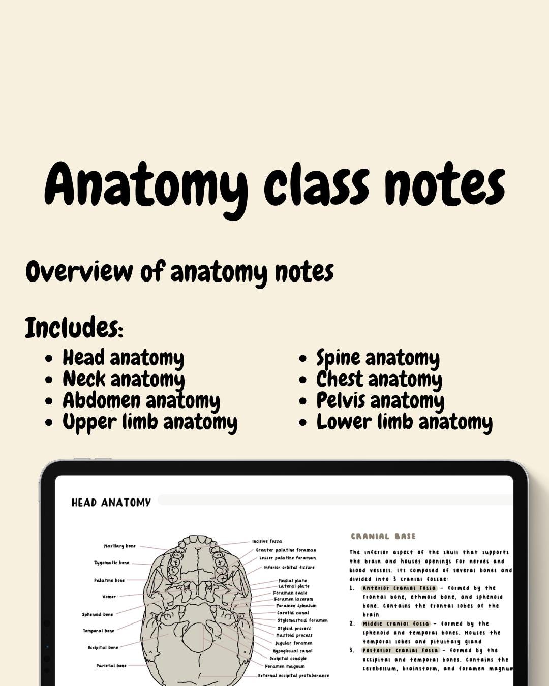Anatomy study guide
