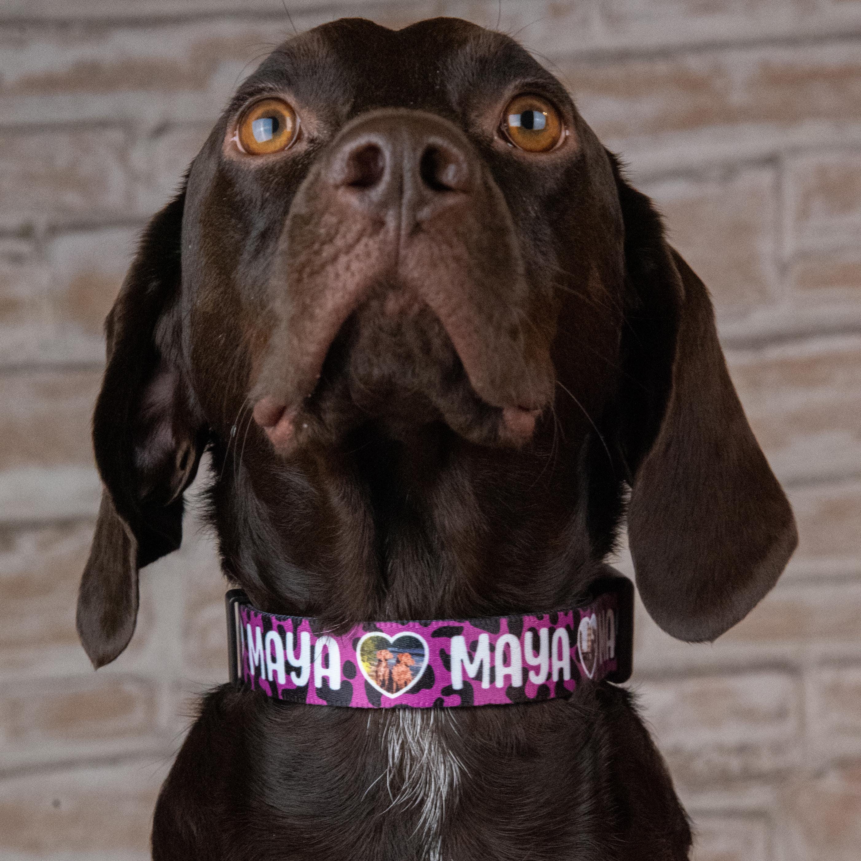 Ausgefallene hundehalsbnder - Etsy.de