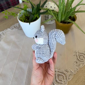Gray Squirrel
