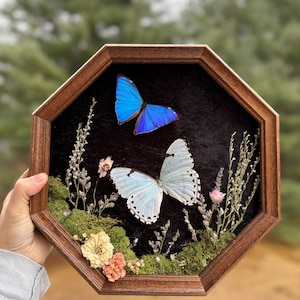 May include: An octagonal wooden frame encases two butterflies, one vibrant blue and the other pale blue, set against a black background. The butterflies are surrounded by preserved moss, dried flowers, and delicate sprigs, creating a naturalistic display.