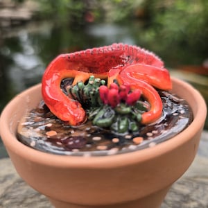 May include: A small terracotta pot containing a glossy, bright red ceramic lizard coiled around a dark, textured base with green succulent-like foliage and small red buds. The lizard has a smooth, reflective finish and a detailed, segmented back.