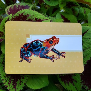 Frogust 8/23: Red Headed Dart Frog