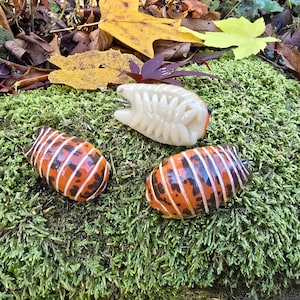 Lawa Isopod P. scaber Ozdoba Isopod