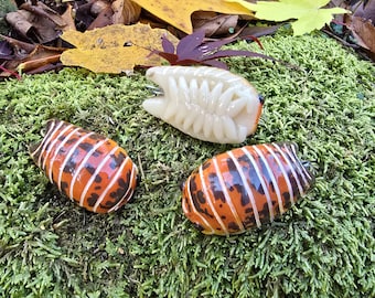 Isópodo de lava P. scaber Ornamento isopodo
