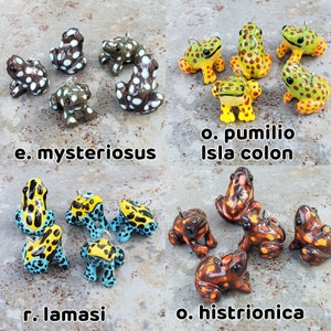 Puede incluir: Una colecci&oacute;n de 10 peque&ntilde;as figuritas de rana pintadas a mano. Las ranas est&aacute;n pintadas en varios colores, incluyendo verde, azul, amarillo, rojo y negro. Las ranas est&aacute;n dispuestas en una cuadr&iacute;cula sobre un fondo gris. El texto "e. mysteriosus", "o. pumilio Isla colon", "r. lamasi" y "o. histrionica" est&aacute; escrito debajo de las ranas.