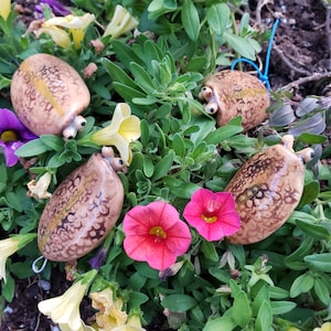 May include: Four ceramic ladybug figurines with brown and yellow speckled paint, sitting on a bed of green leaves and pink and yellow flowers.