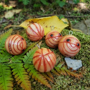 Ozdoba równonoga brzoskwiniowego A. nasatum