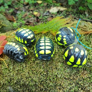 Ozdoba równonoga Armadillidium gesttroi