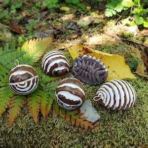 Schokoladenzebra Isopod A. maculatum Isopod Ornament