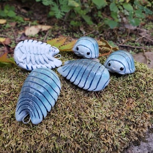 Izopod błękitny P. pruinosus Izopod ozdoba